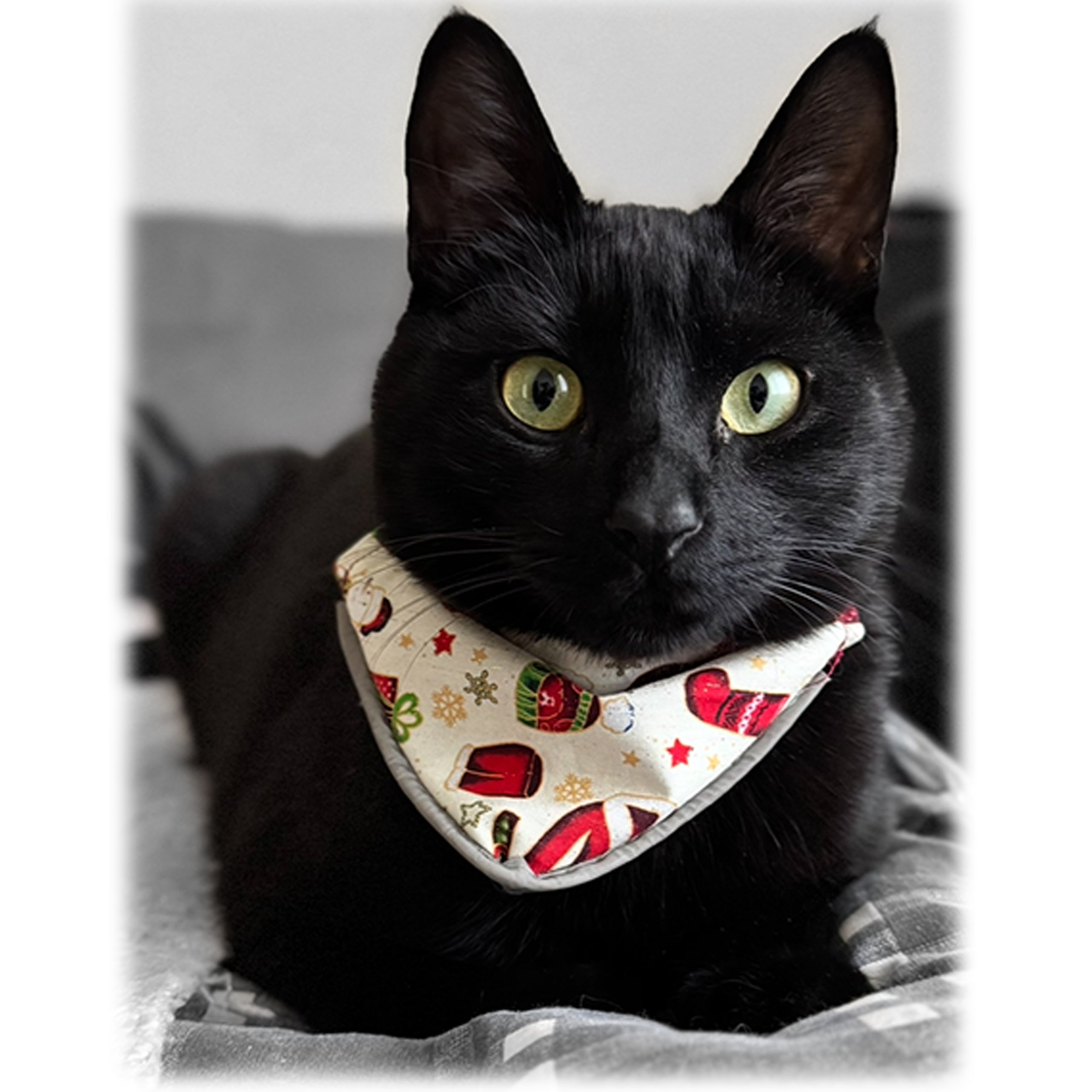 Collar reflejante con paliacate doble vista Navideño